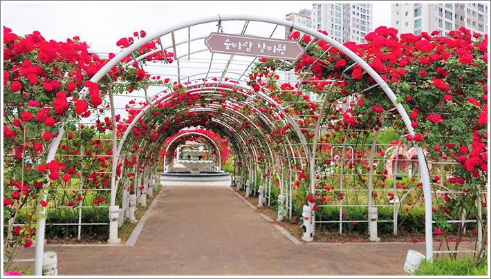 세종 시민이 가장 사랑하는 '장미원'
